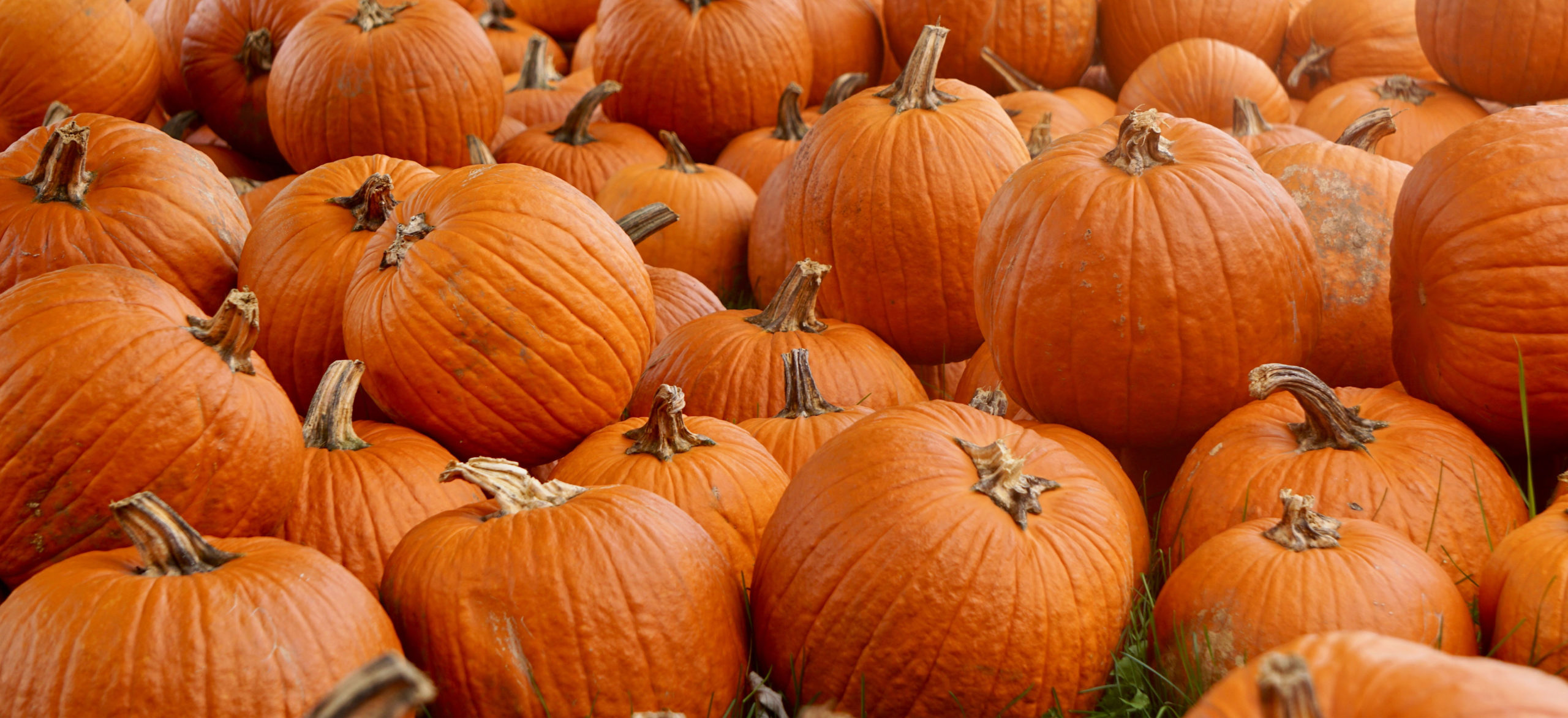 Background image for Pumpkins On The Lawn